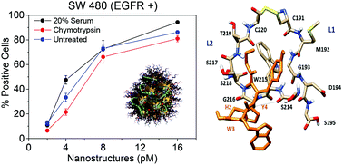 Graphical abstract: Protection against proteolysis of a targeting peptide on gold nanostructures
