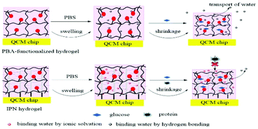 Graphical abstract: The development of an antifouling interpenetrating polymer network hydrogel film for salivary glucose monitoring