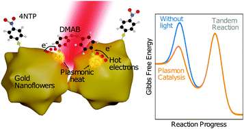 Graphical abstract: Decoding the kinetic limitations of plasmon catalysis: the case of 4-nitrothiophenol dimerization