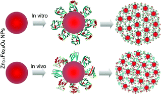 Graphical abstract: Adsorption of proteins on oral Zn2+ doped iron oxide nanoparticles in mouse stomach and in vitro: triggering nanoparticle aggregation