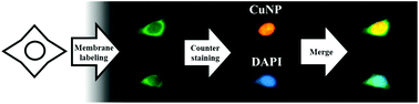 Graphical abstract: Highly specific nuclear labeling via in situ formation of fluorescent copper nanoparticles