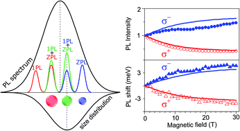 Graphical abstract: Polarized emission of CdSe nanocrystals in magnetic field: the role of phonon-assisted recombination of the dark exciton