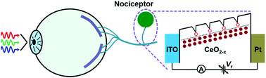 Graphical abstract: A visible light-triggered artificial photonic nociceptor with adaptive tunability of threshold