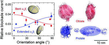 Graphical abstract: Mapping the morphological identifiers of distinct conformations via the protein translocation current in nanopores