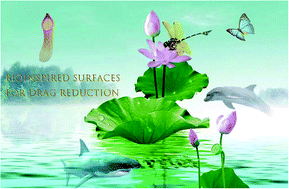 Graphical abstract: Bioinspired surfaces with special micro-structures and wettability for drag reduction: which surface design will be a better choice?