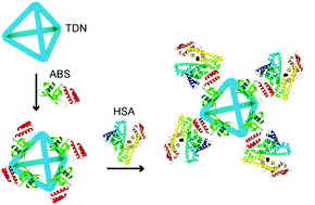 Graphical abstract: A DNA-binding, albumin-targeting fusion protein promotes the cellular uptake and bioavailability of framework DNA nanostructures