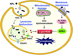 Graphical abstract: Nanoparticle-induced ferroptosis: detection methods, mechanisms and applications