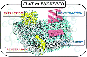 Graphical abstract: Molecular mechanisms underlying the role of the puckered surface in the biocompatibility of black phosphorus