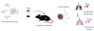 Graphical abstract: A hydrogel-based implantable multidrug antitubercular formulation outperforms oral delivery
