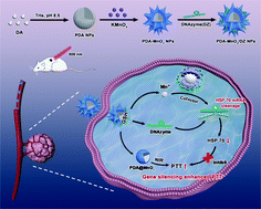 Graphical abstract: DNAzyme-adsorbed polydopamine@MnO2 core–shell nanocomposites for enhanced photothermal therapy via the self-activated suppression of heat shock protein 70