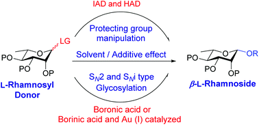 Graphical abstract: Recent advances in β-l-rhamnosylation