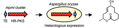 Graphical abstract: Synthetic-biology-based discovery of a fungal macrolide from Macrophomina phaseolina