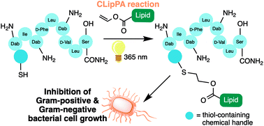 Graphical abstract: Synthesis of paenipeptin C′ analogues employing solution-phase CLipPA chemistry