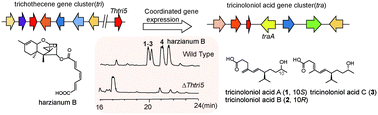 Graphical abstract: Genetic dereplication driven discovery of a tricinoloniol acid biosynthetic pathway in Trichoderma hypoxylon