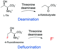 Graphical abstract: Defluorination of 4-fluorothreonine by threonine deaminase