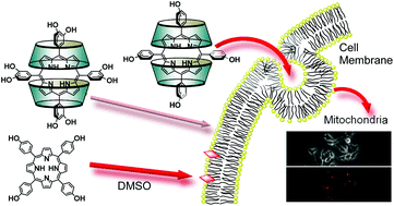 Graphical abstract: Improved water solubility and photodynamic activity of hydroxy-modified porphyrins by complexation with cyclodextrin