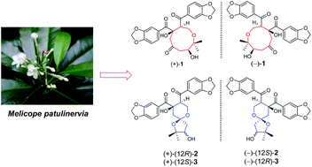 Graphical abstract: Patulignans A–C, three structurally unique lignans from the leaves of Melicope patulinervia