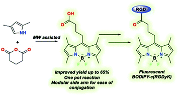 Graphical abstract: Microwave-assisted synthesis of meso-carboxyalkyl-BODIPYs and an application to fluorescence imaging