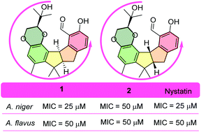 Graphical abstract: Lithocaldehydes A and B, polyketones from the deep sea-derived fungus Phomopsis lithocarpus FS508
