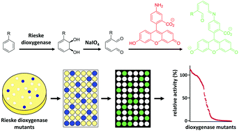 Graphical abstract: Development and application of a high throughput assay system for the detection of Rieske dioxygenase activity