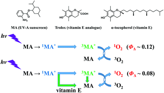 Graphical abstract: Suppression of menthyl anthranilate (UV-A sunscreen)-sensitized singlet oxygen generation by Trolox and α-tocopherol