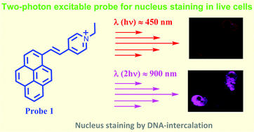 Graphical abstract: A pyrene-based two-photon excitable fluorescent probe to visualize nuclei in live cells