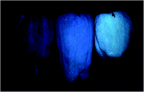 Graphical abstract: Association of fruit, pericarp, and epidermis traits with surface autofluorescence in green peppers