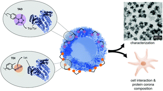 Graphical abstract: Bio-orthogonal triazolinedione (TAD) crosslinked protein nanocapsules affect protein adsorption and cell interaction