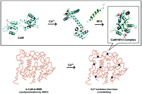 Graphical abstract: Calcium-responsive hydrogels enabled by inducible protein–protein interactions