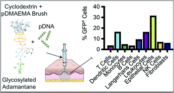 Graphical abstract: Precisely targeted gene delivery in human skin using supramolecular cationic glycopolymers
