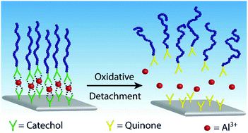 Graphical abstract: Stimuli-responsive degrafting of polymer brushes via addressable catecholato-metal attachments