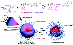 Graphical abstract: Synthesis of CO2-responsive gradient copolymers by switchable RAFT polymerization and their controlled self-assembly