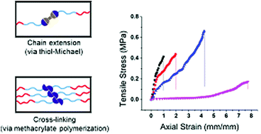 Graphical abstract: Time-dependent covalent network formation in extrudable hydrogels