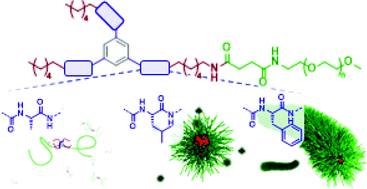 Graphical abstract: Impact of amino acids on the aqueous self-assembly of benzenetrispeptides into supramolecular polymer bottlebrushes