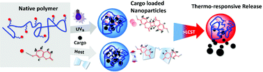 Graphical abstract: Delineating synchronized control of dynamic covalent and non-covalent interactions for polymer chain collapse towards cargo localization and delivery