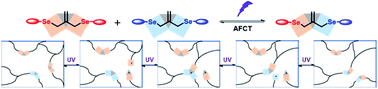 Graphical abstract: Photoresponsive dynamic covalent bond based on addition–fragmentation chain transfer of allyl selenides