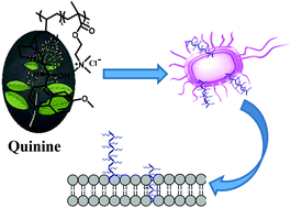 Graphical abstract: A quinine-based quaternized polymer: a potent scaffold with bactericidal properties without resistance
