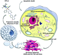 Graphical abstract: Anticancer potency of novel organometallic Ir(iii) complexes with phosphine derivatives of fluoroquinolones encapsulated in polymeric micelles