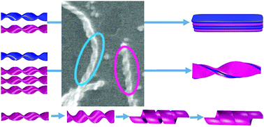 Graphical abstract: Slow kinetic evolution of nanohelices based on gemini surfactant self-assemblies with various enantiomeric excess; chiral segregation towards a racemic mixture