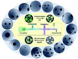 Graphical abstract: An off-the-shelf microfluidic device for the controllable fabrication of multiple-holed hollow particles and their cell culture applications