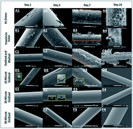 Graphical abstract: Evaluating the cytotoxicity of Ge–Sb–Se chalcogenide glass optical fibres on 3T3 mouse fibroblasts