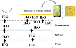 Graphical abstract: Development and characterization of a babassu nut oil-based moisturizing cosmetic emulsion with a high sun protection factor