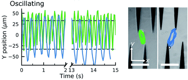 Graphical abstract: Surfactant concentration modulates the motion and placement of microparticles in an inhomogeneous electric field