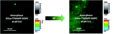 Graphical abstract: Nanocomposite liposomes for pH-controlled porphyrin release into human prostate cancer cells
