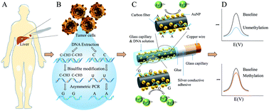 Graphical abstract: Ultra-low level detection of hepatocellular carcinoma global methylation using a AuNP modified carbon fiber microelectrode