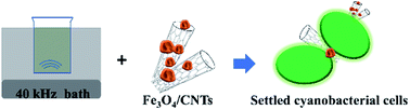 Graphical abstract: Ultrasound-assisted coagulation for Microcystis aeruginosa removal using Fe3O4-loaded carbon nanotubes