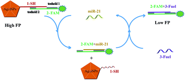 Graphical abstract: Sensitive and enzyme-free fluorescence polarization detection for miRNA-21 based on decahedral sliver nanoparticles and strand displacement reaction