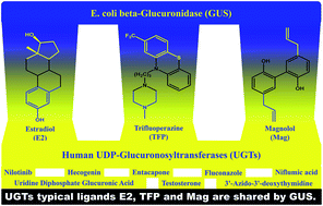 Graphical abstract: Inhibitory effects of UDP-glucuronosyltransferase (UGT) typical ligands against E. coli beta-glucuronidase (GUS)