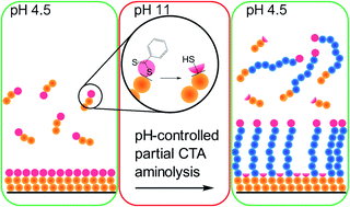 Graphical abstract: Fabrication of low-fouling, high-loading polymeric surfaces through pH-controlled RAFT