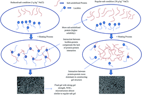 Graphical abstract: Gel properties of Amur sturgeon (Acipenser schrenckii) surimi improved by lecithin at reduced and regular-salt concentrations